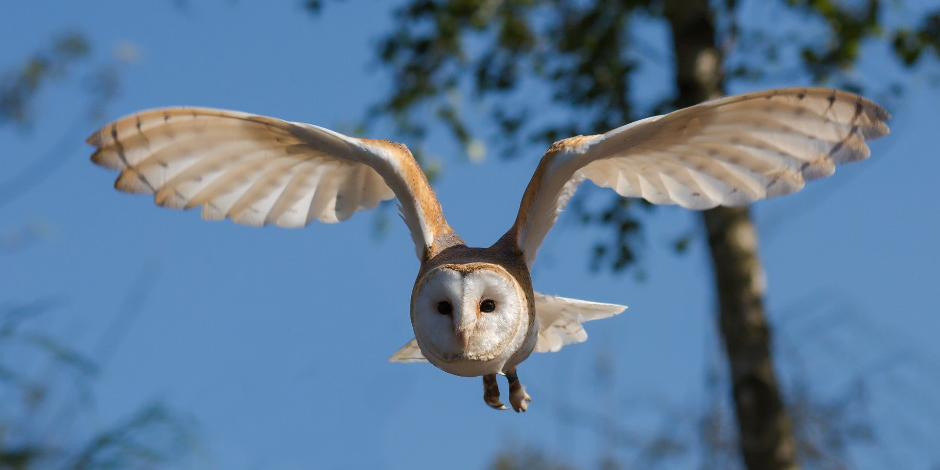 This Riddle Game is asking about flight. The picture is a bird in flight, specifically an owl.